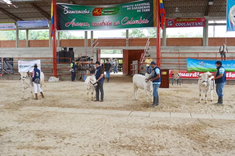Juzgamiento de ganado.